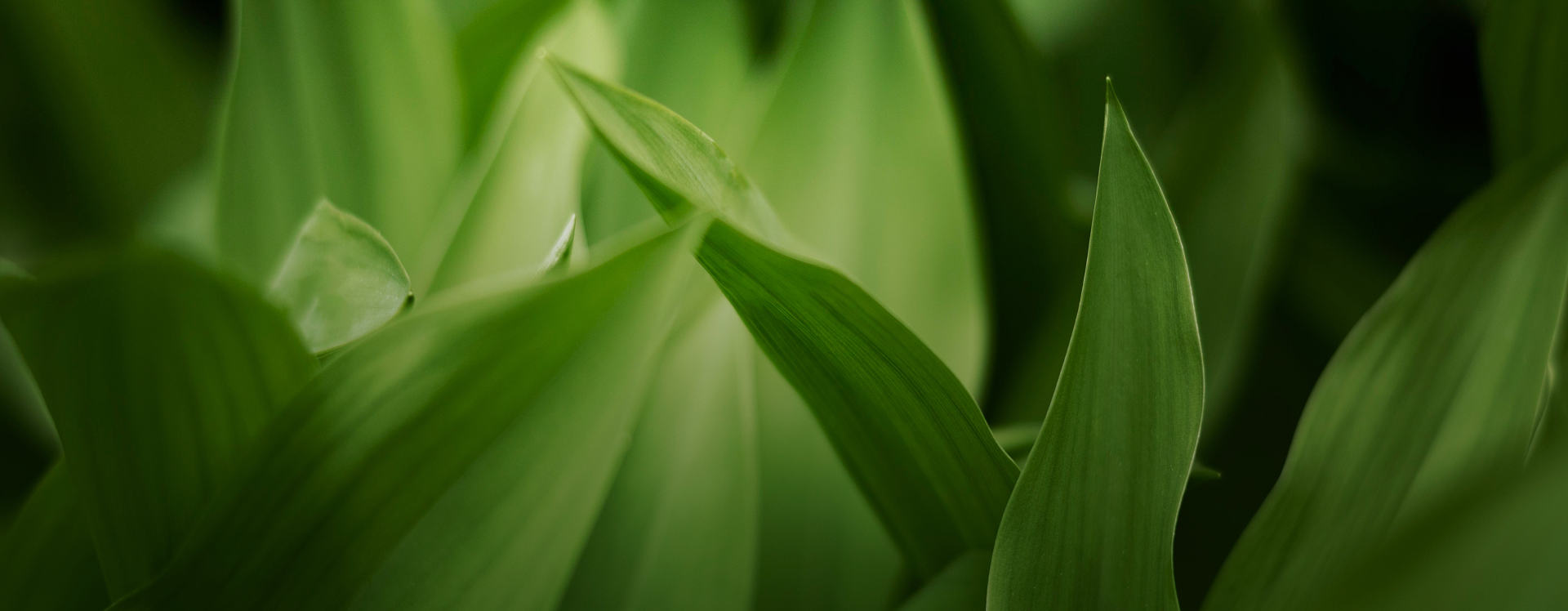 CHẤT “NGHỆ” TỪ <br>NÉT CONG MỀM MẠI